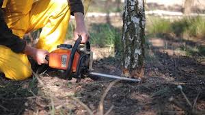 Best Tree Mulching  in St Augustine Shores, FL